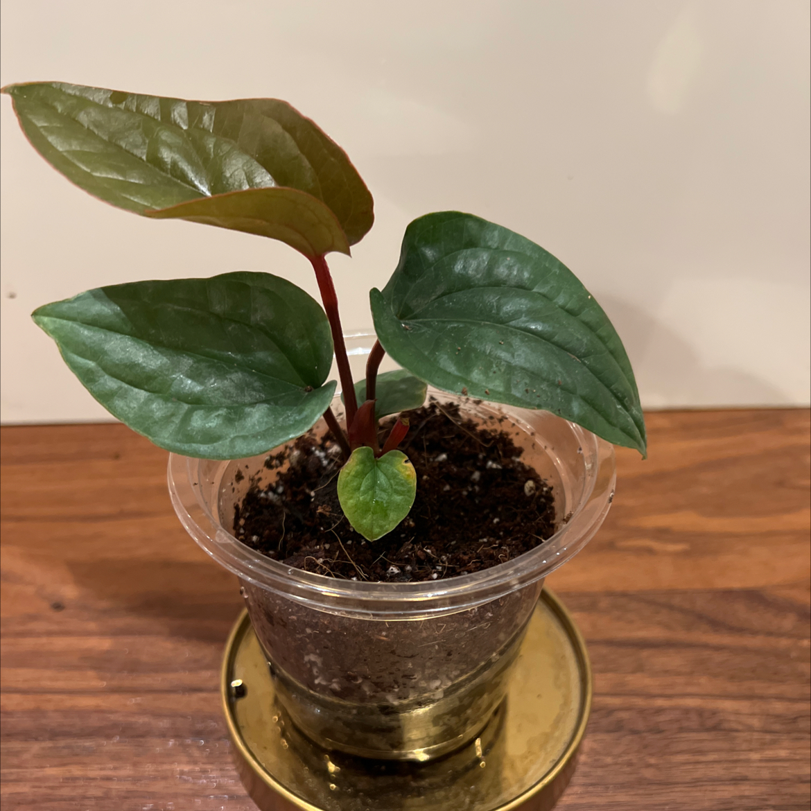 Anthurium Radicans x Luxurians plant in a clear plastic pot with healthy green leaves.
