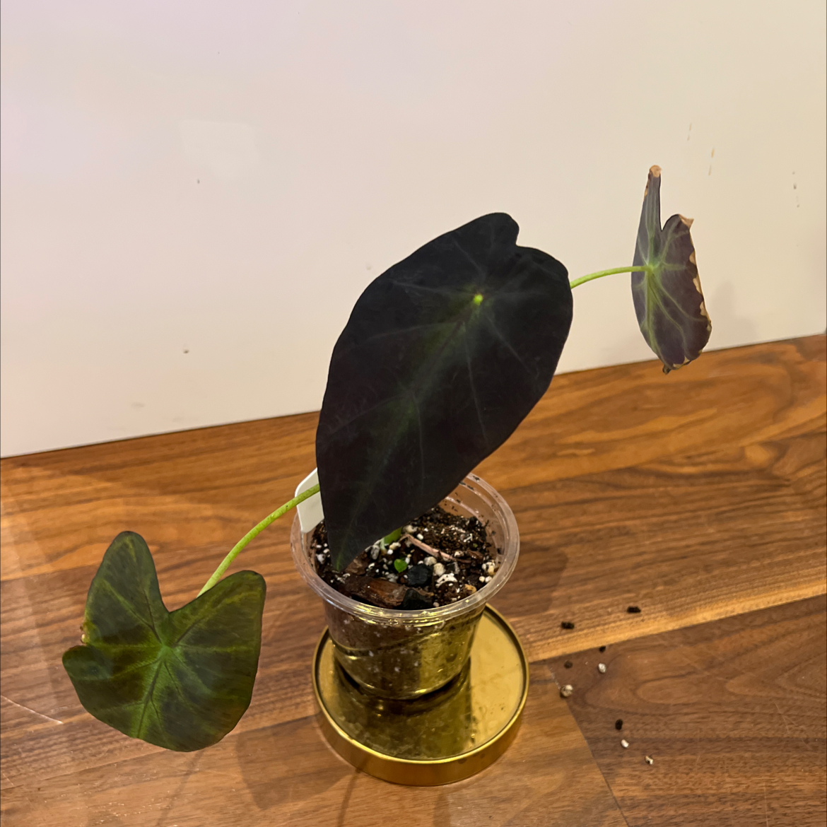 Colocasia 'Black Beauty' plant in a transparent pot with dark leaves and visible soil.