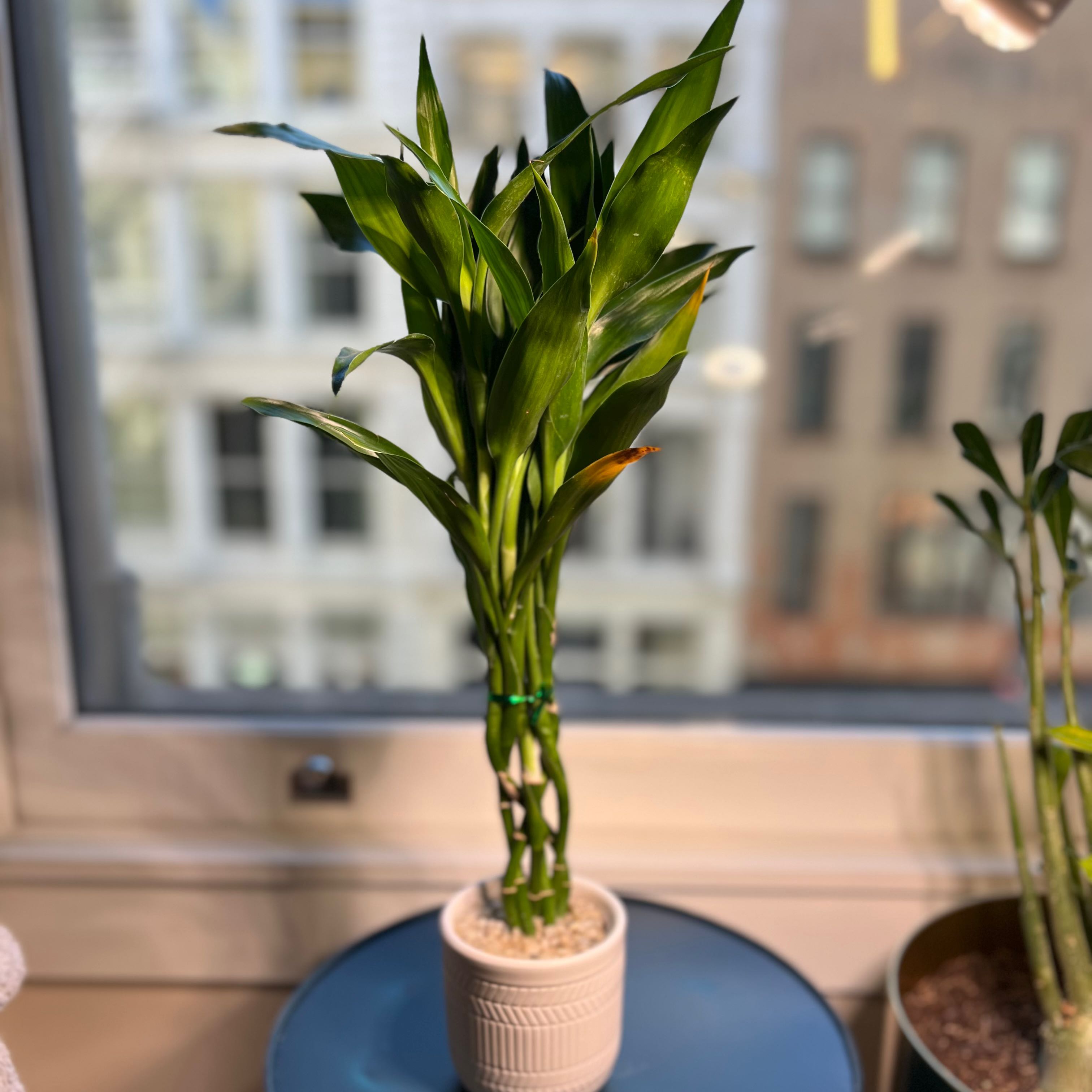 Photo of the plant species Lucky Bamboo by @maggy named Wanda on Greg, the plant care app