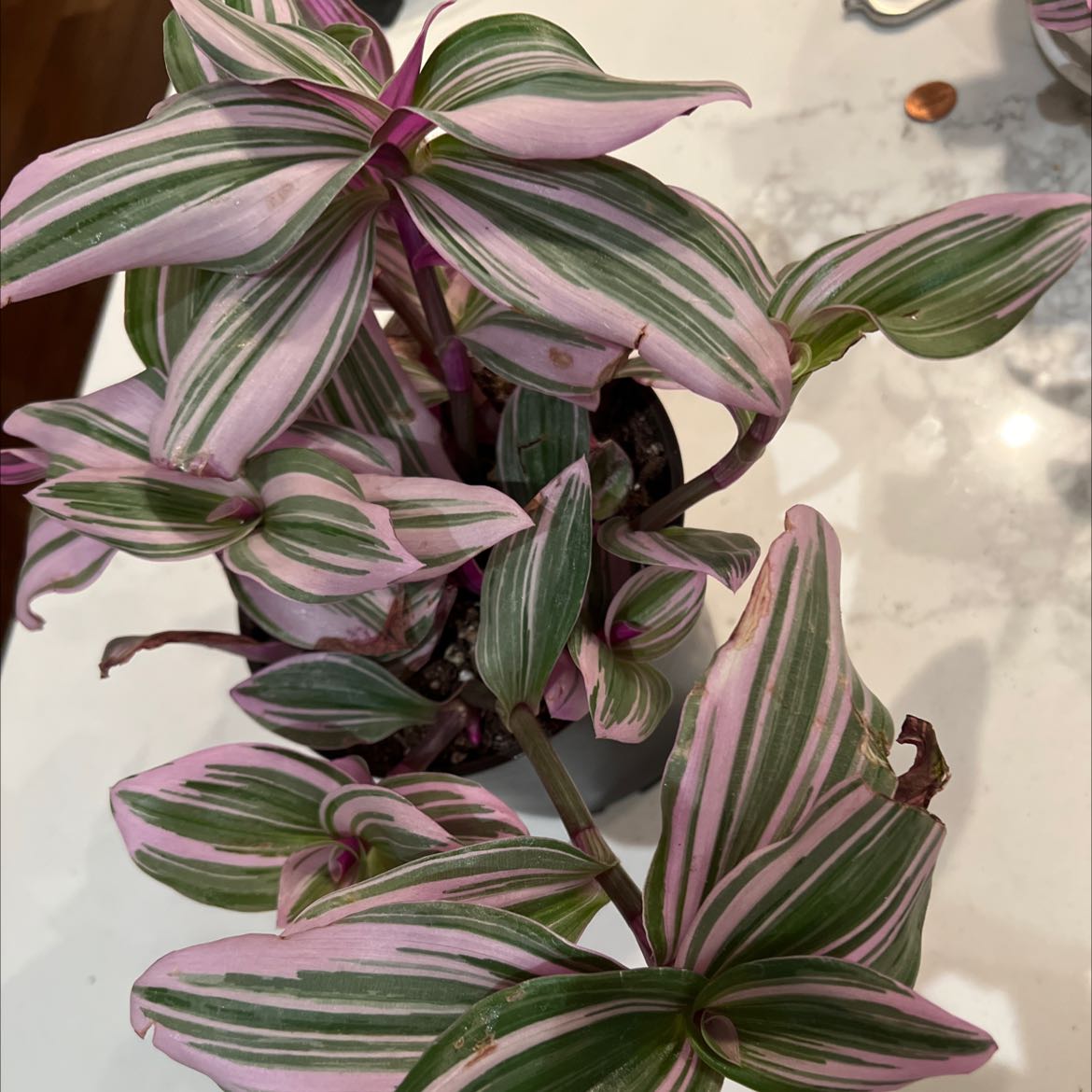Photo of the plant species Small-Leaf Spiderwort by @maggy named Athena on Greg, the plant care app