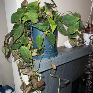 Philodendron Micans plant in New York, New York