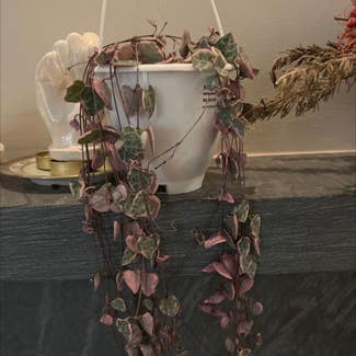 String of Hearts plant in New York, New York