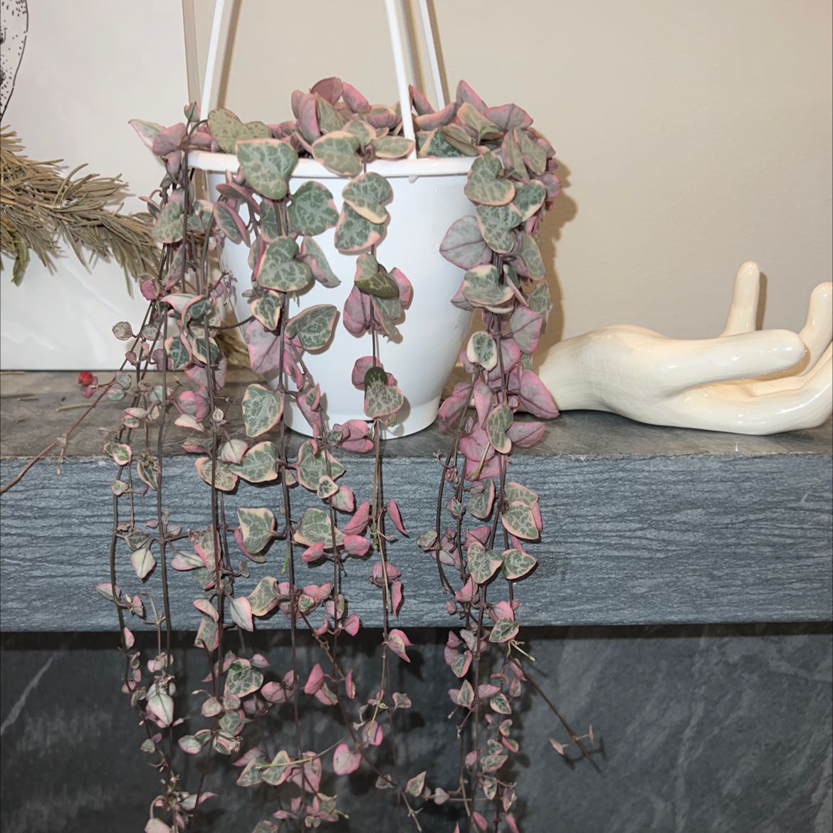 Photo of the plant species String of Hearts by @maggy named Jean on Greg, the plant care app