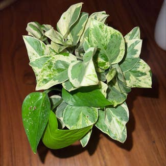 Pearls and Jade Pothos plant in New York, New York