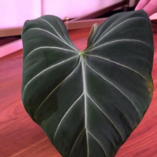 Philodendron gloriosum plant in New York, New York