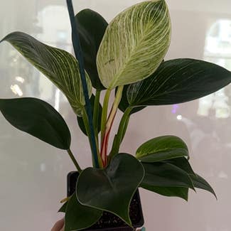 Philodendron Birkin plant in New York, New York