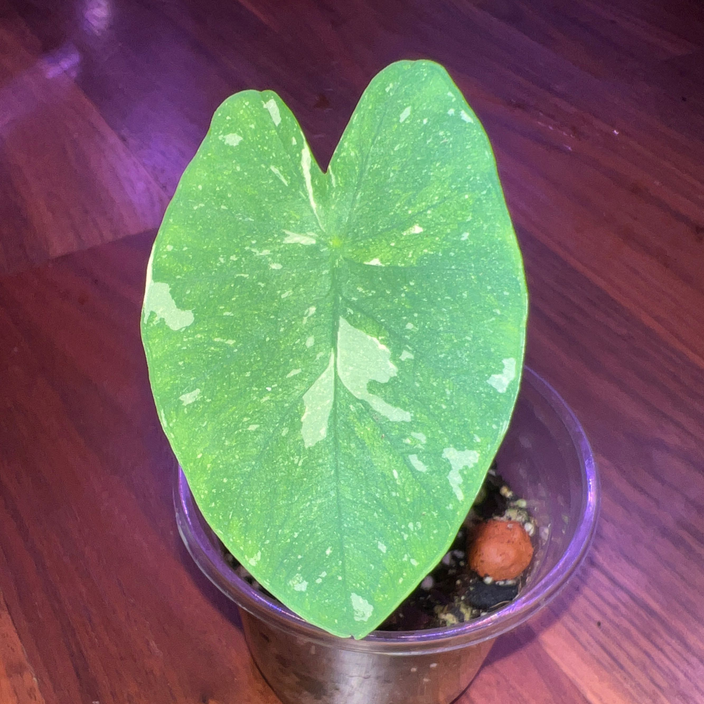 Photo of the plant species Colocasia 'Milky Way' by @maggy named Milky on Greg, the plant care app