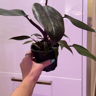 Philodendron Dark Lord plant in New York, New York