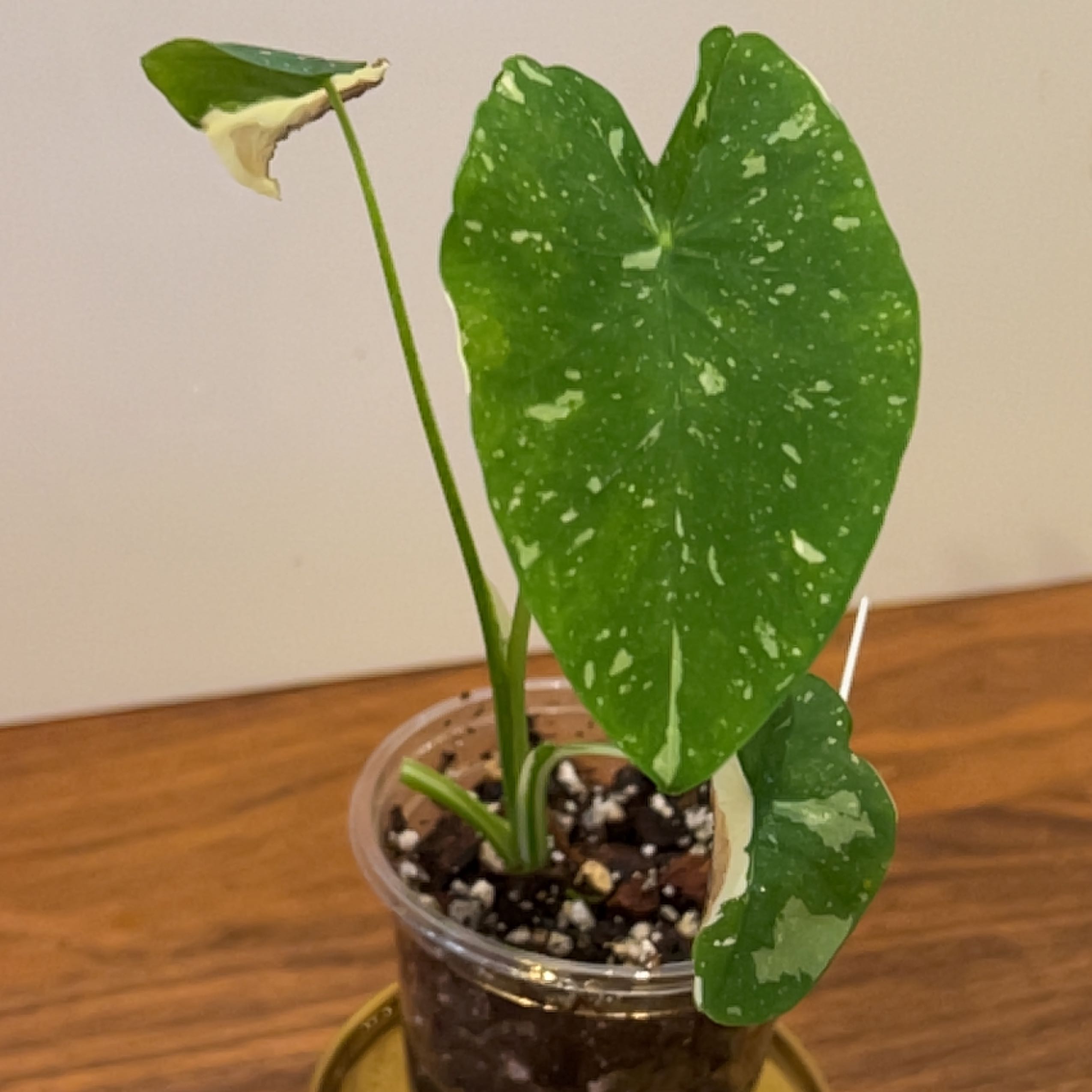 Photo of the plant species Colocasia 'Milky Way' by @maggy named Dolly on Greg, the plant care app