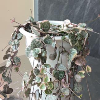 variegated string of hearts plant in New York, New York