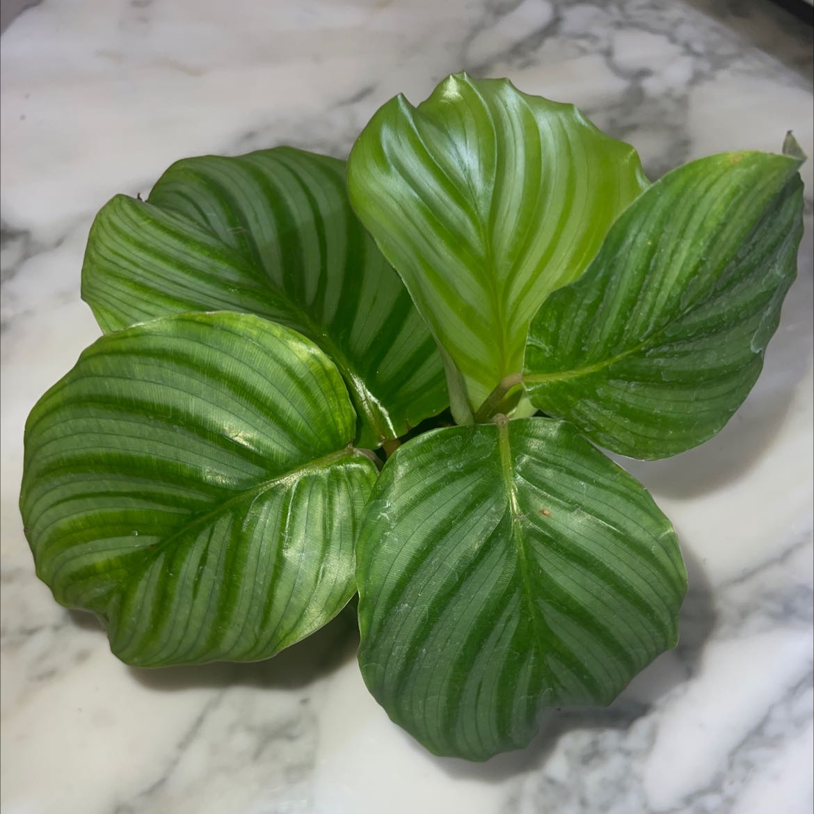Photo of the plant species Calathea Orbifolia by @maggy named Kimiko on Greg, the plant care app