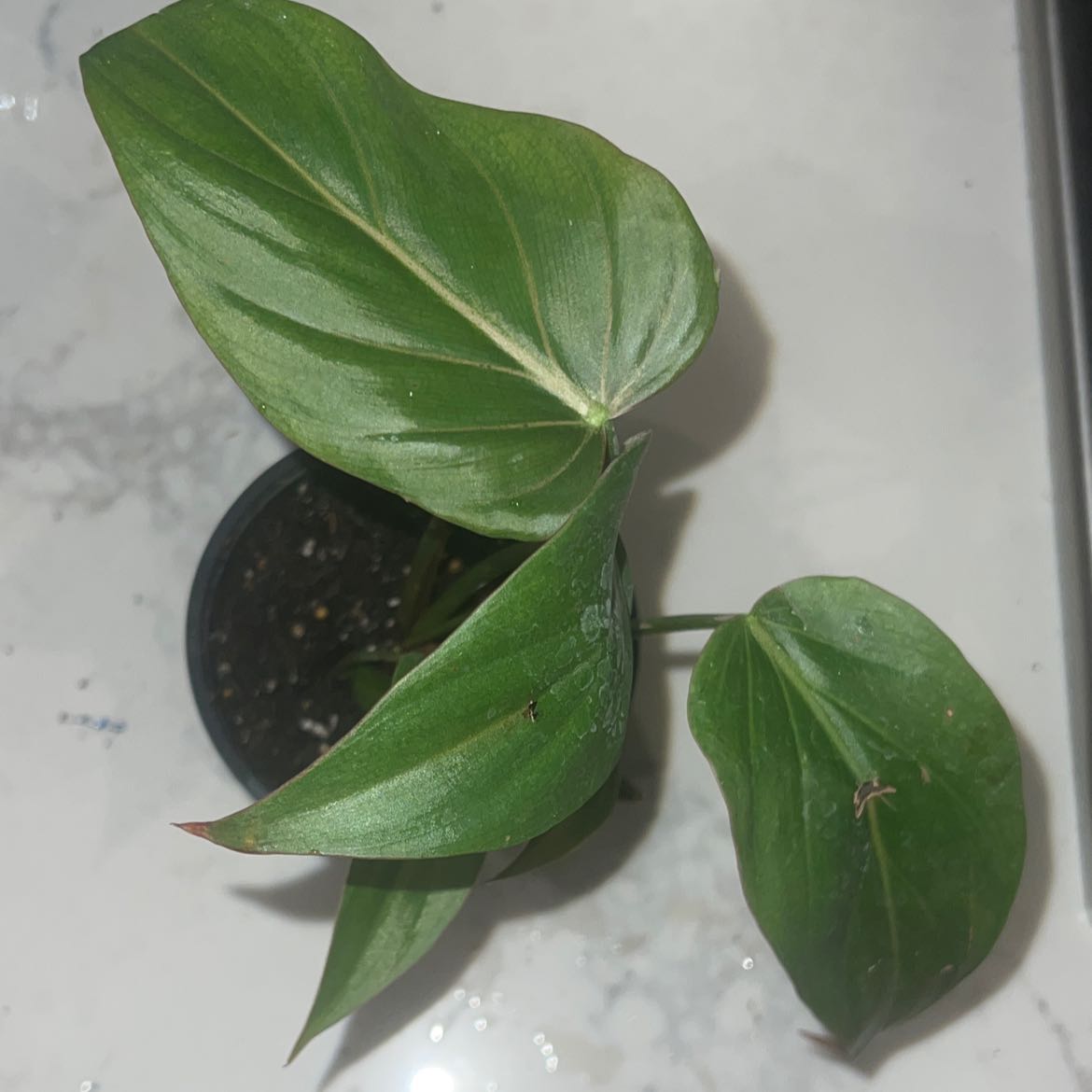 Philodendron 'Summer Glory' plant with three green leaves in a black pot.