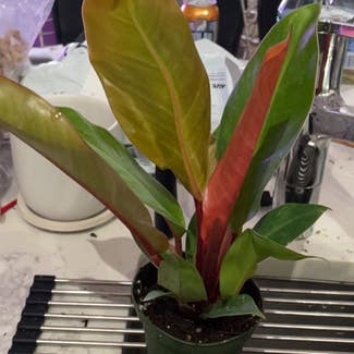 Philodendron Red Sun plant in New York, New York