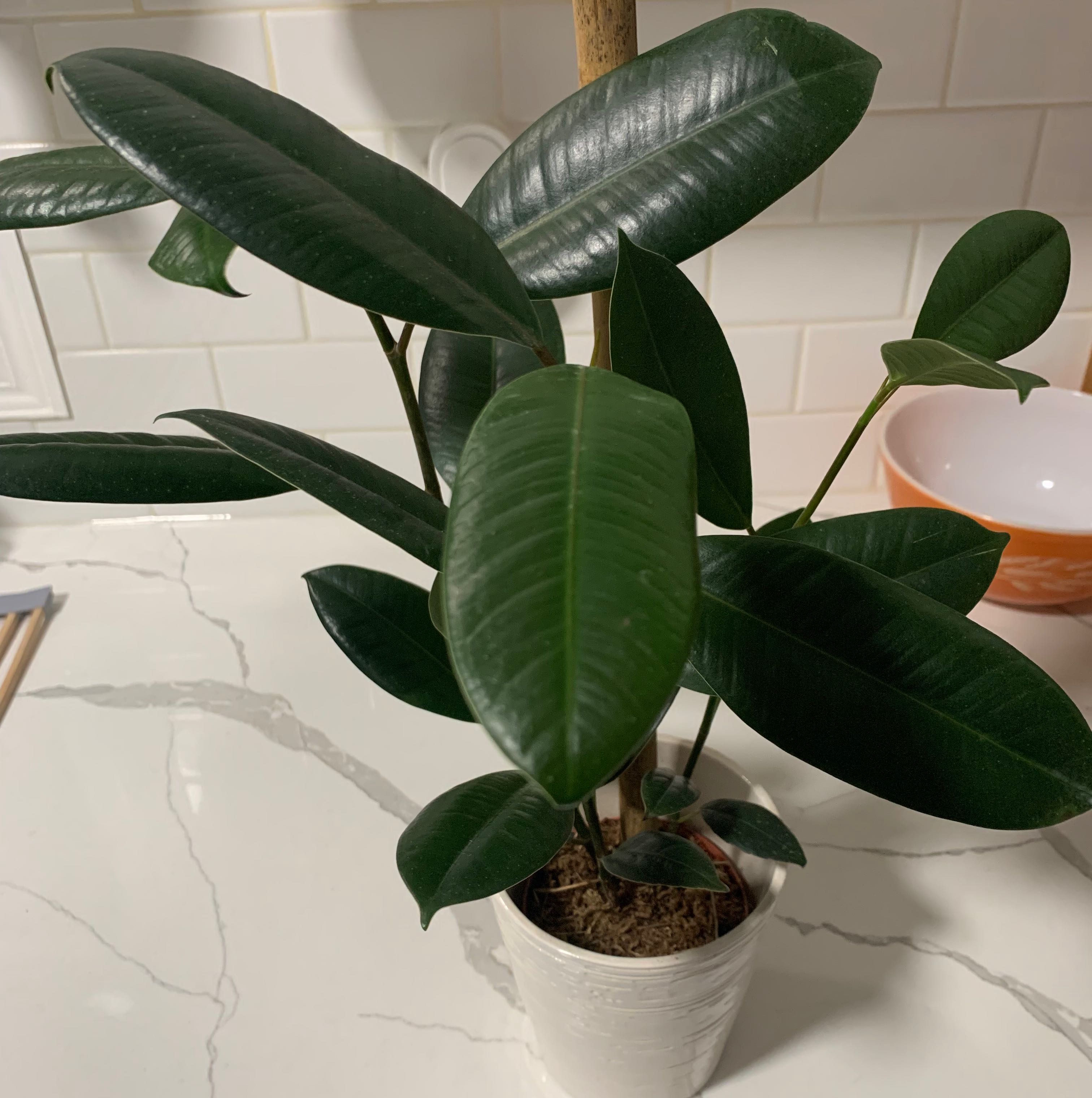 Photo of the plant species Rubber Plant 'Melany' by @NaturalRoselle named Melany on Greg, the plant care app