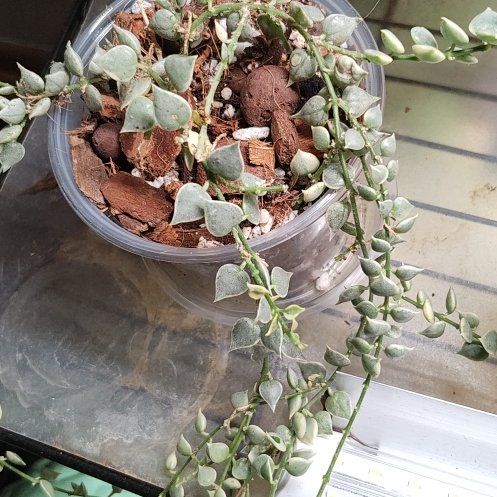 Photo of the plant species Dischidia imbricata by @AfroLadyD named Mollie on Greg, the plant care app