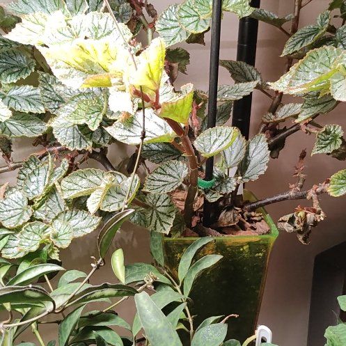 Photo of the plant species Tuberous begonias by @AfroLadyD named Spike Leaves on Greg, the plant care app