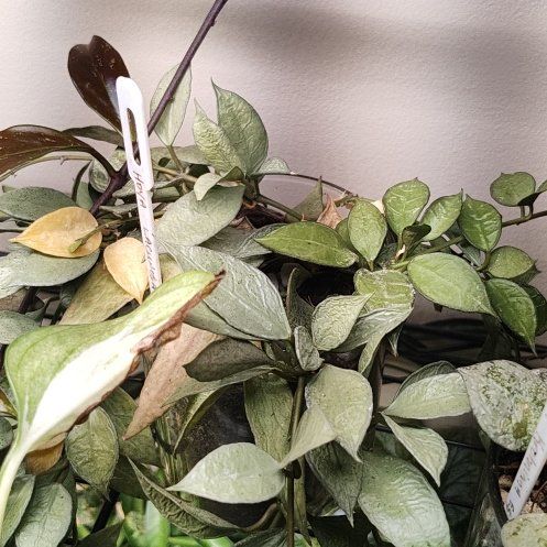 Photo of the plant species Hoya 'Royal Flush' by @AfroLadyD named Bigleef Smalls on Greg, the plant care app