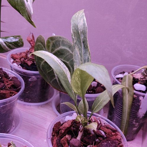 Photo of the plant species Variegated Anthurium Vittarifolium by @AfroLadyD named Nithin on Greg, the plant care app