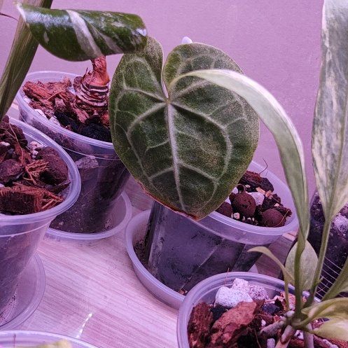 Photo of the plant species Anthurium by @AfroLadyD named Gobi on Greg, the plant care app