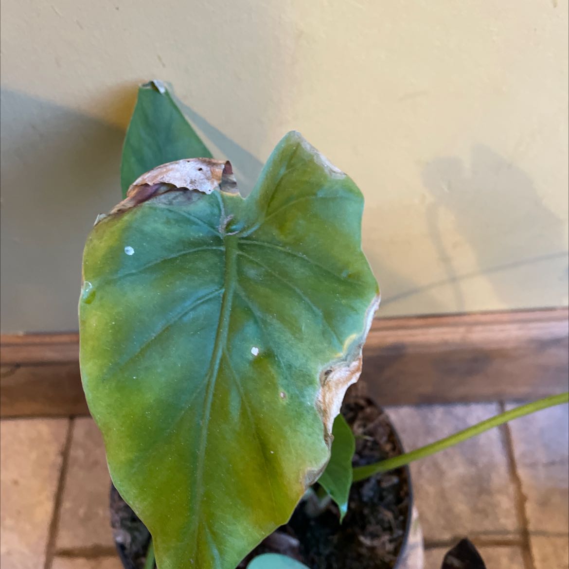 Photo of the plant species elephant ear by @PrimeMira named Alocasia gagaena california on Greg, the plant care app