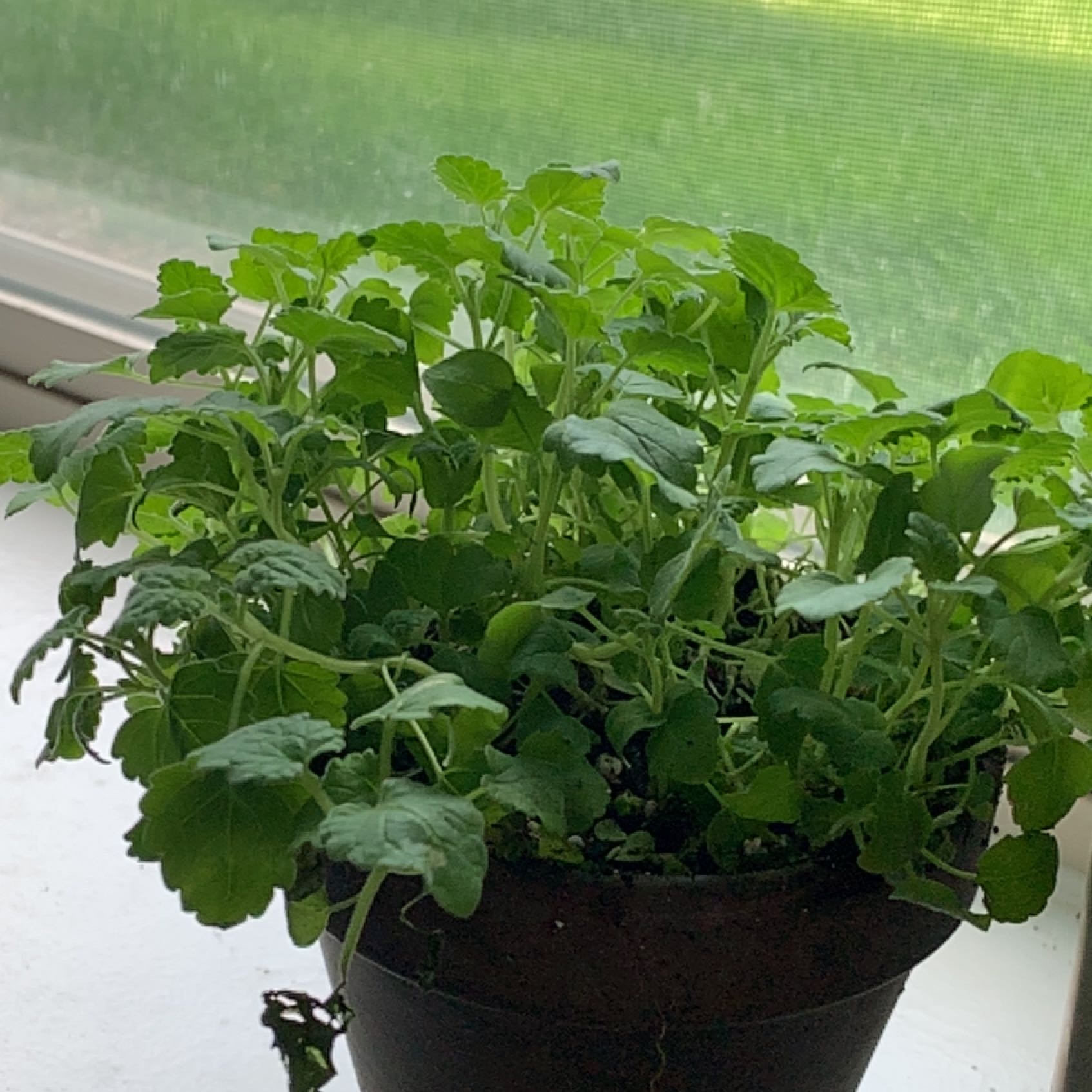 Healthy potted Catnip plant on a windowsill with green leaves.