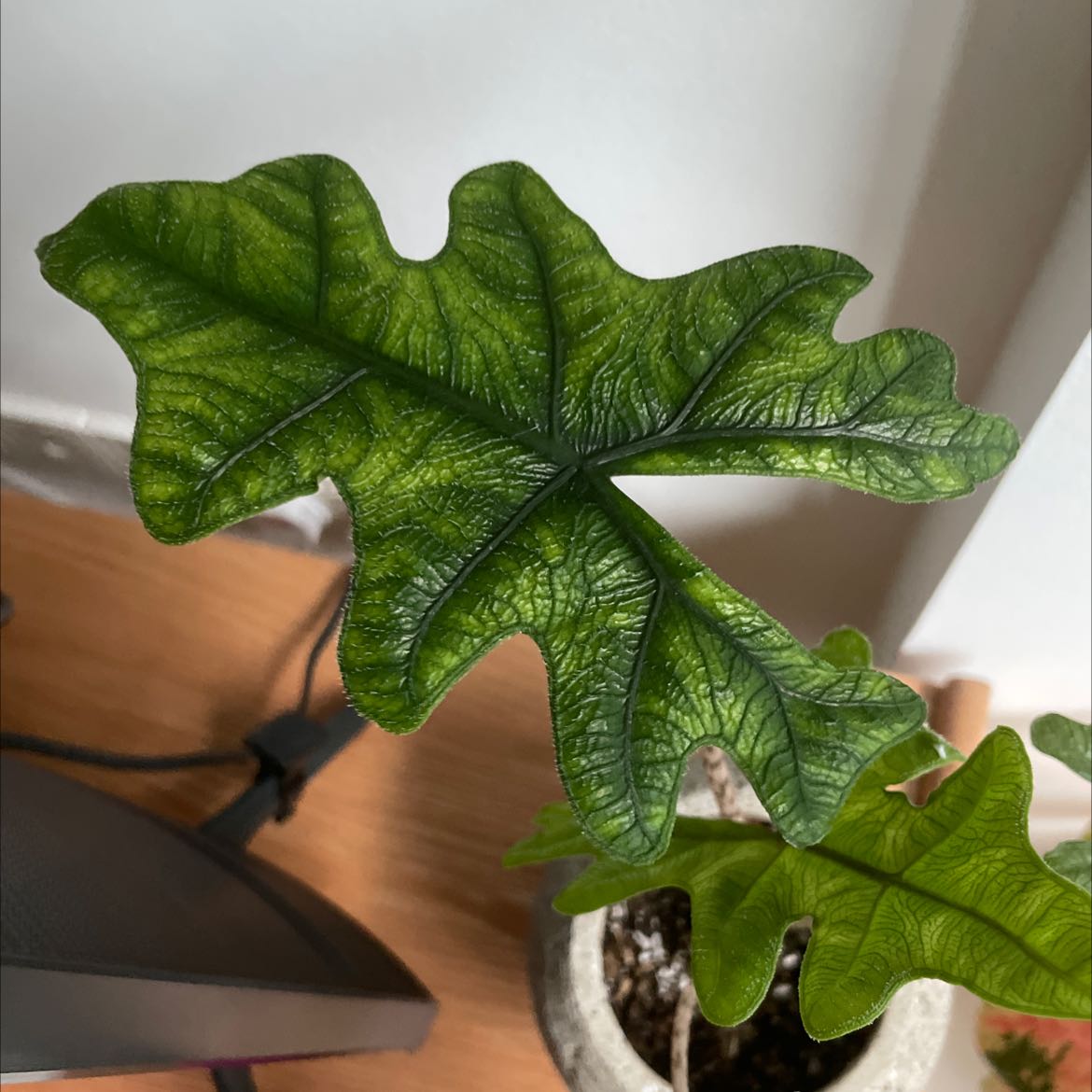 Photo of the plant species Bat Alocasia by @ArtisticAchiote named Jacklyn on Greg, the plant care app