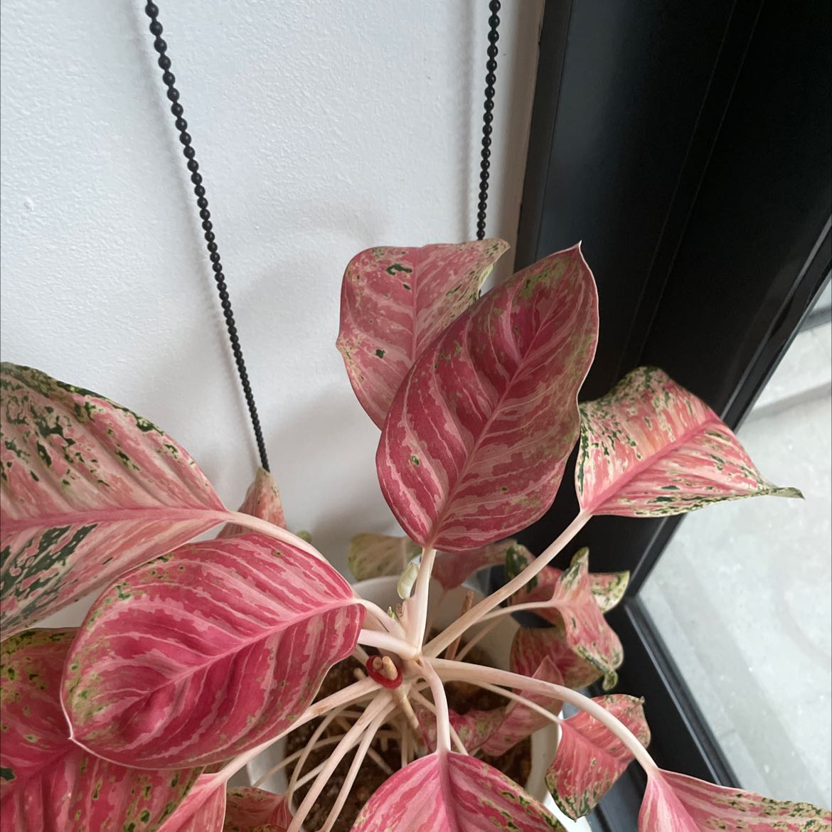 Chinese Evergreen Valentine plant with pink and green variegated leaves, healthy and well-framed.