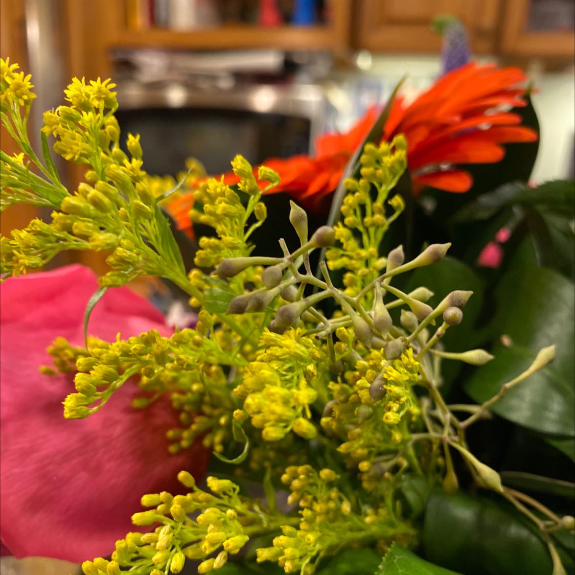 Photo of the plant species Yellow Spring Bedstraw by @FullCoralaloe named Your plant on Greg, the plant care app