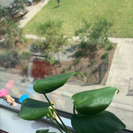 Photo of the plant species Calla by Novelpansy named Jeremy on Greg, the plant care app