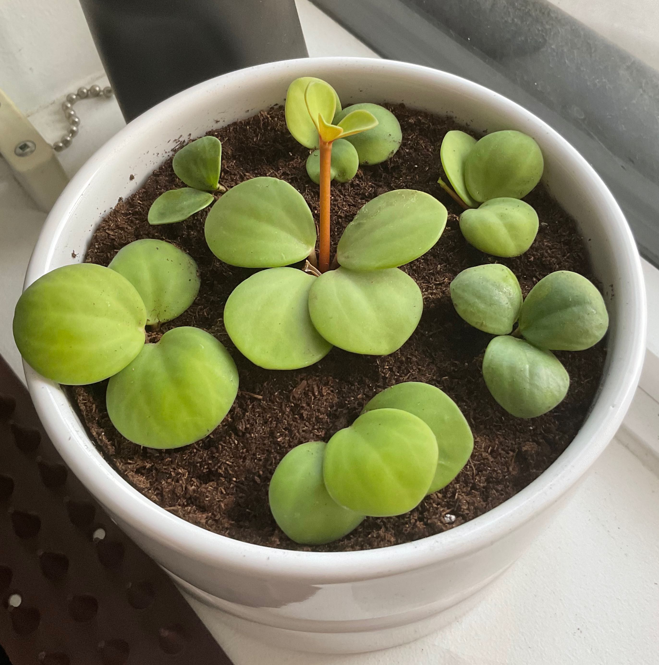 Photo of the plant species Peperomia 'Hope' by @Valkyree named Hope on Greg, the plant care app