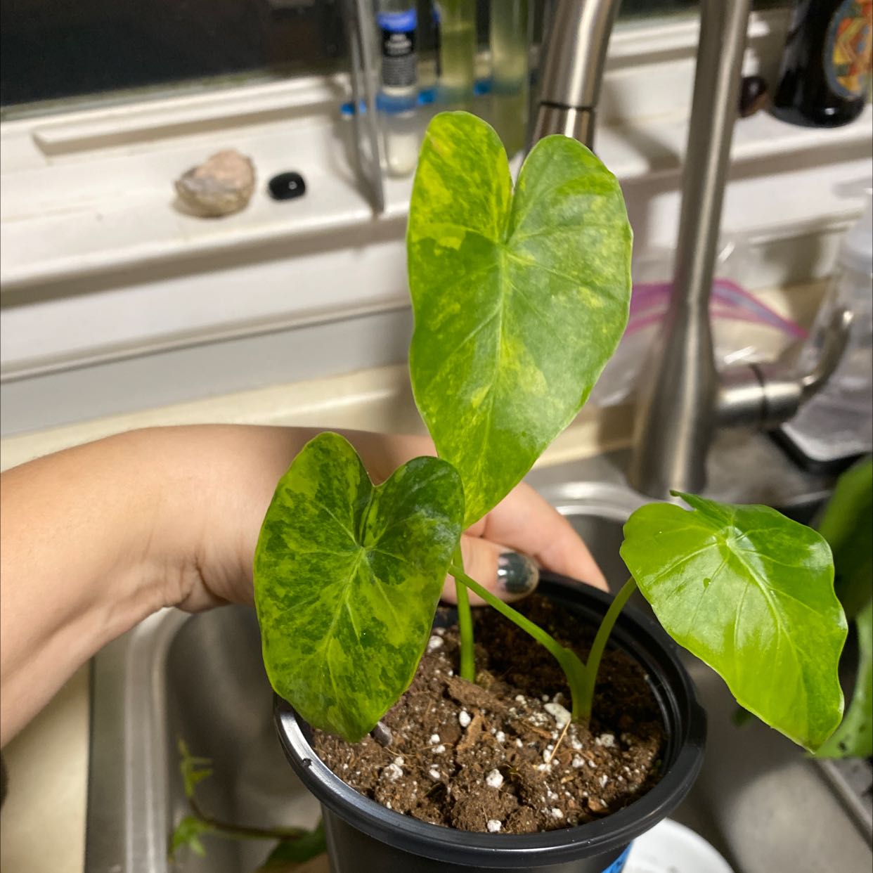 Potted Alocasia gagaena 'California' plant with yellowing leaves, held by a hand.