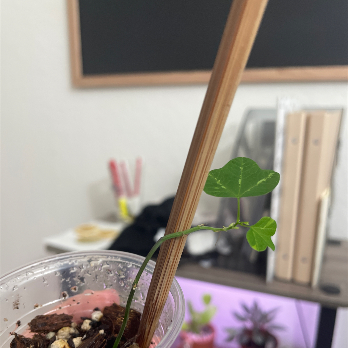 Photo of the plant species Australian Two-Tone Passion Flower by @JuicyCatpalm named Pax on Greg, the plant care app