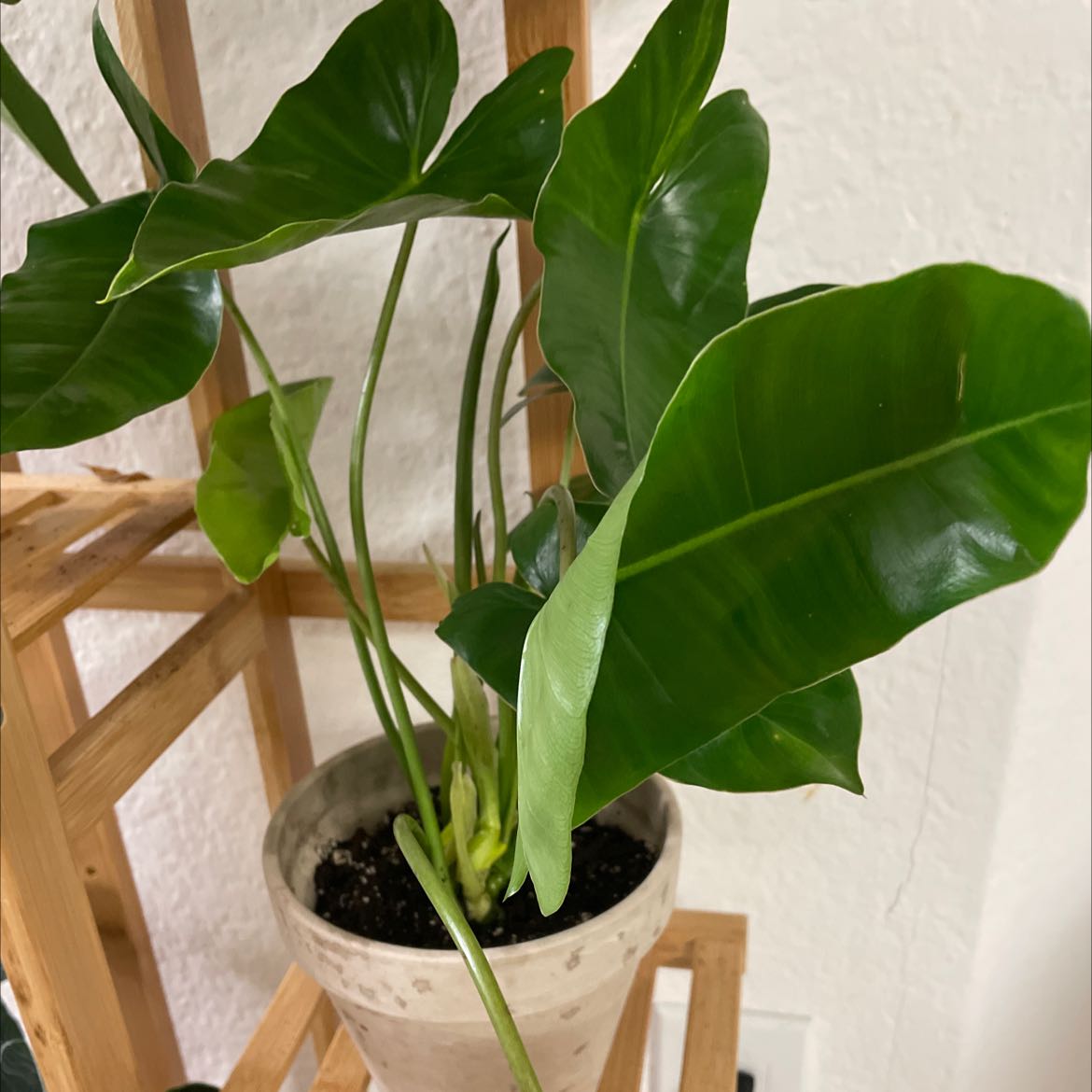 Philodendron Burle Marx plant in a pot with healthy green leaves.
