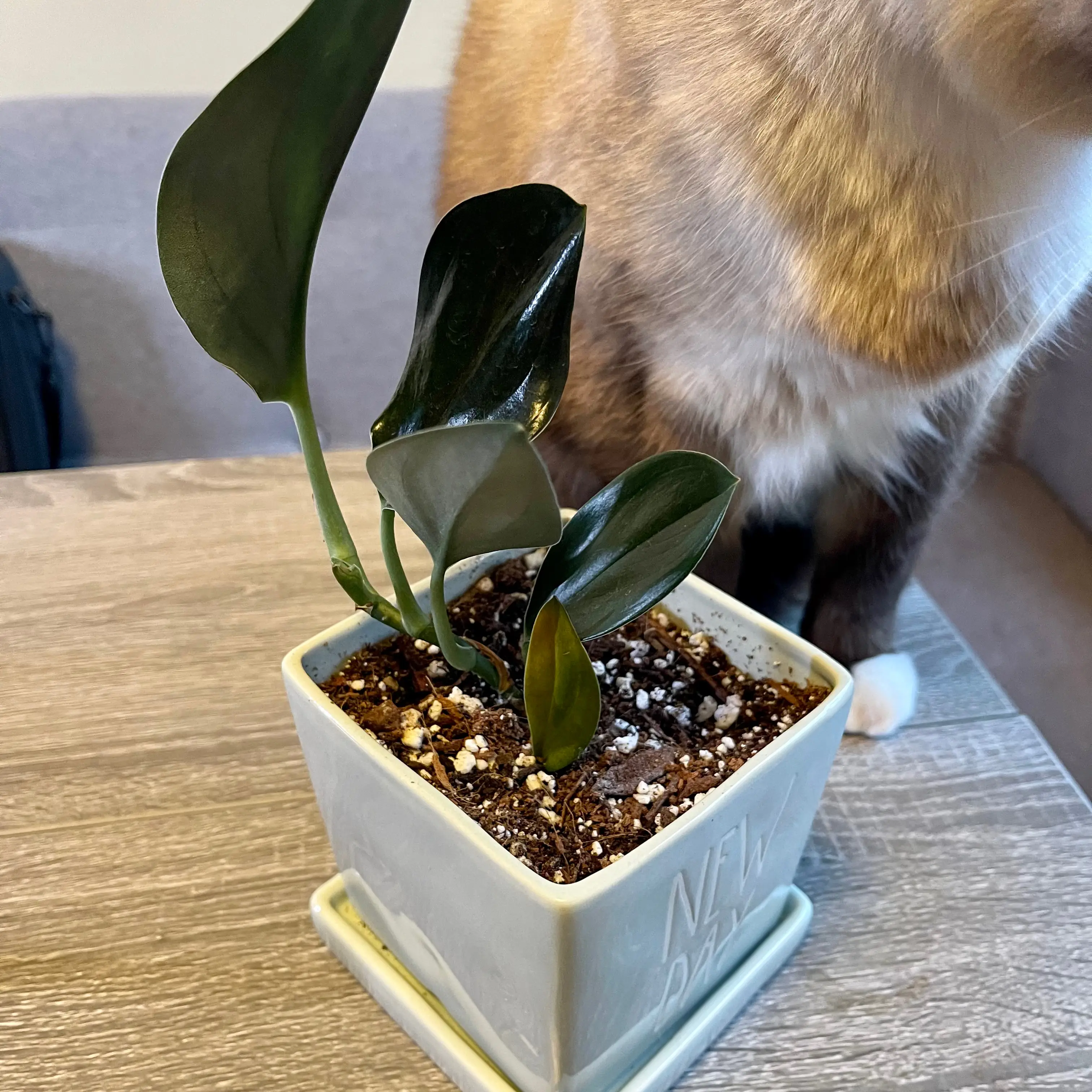 Scindapsus treubii 'Dark Form' plant in a white pot with visible soil on a wooden surface.