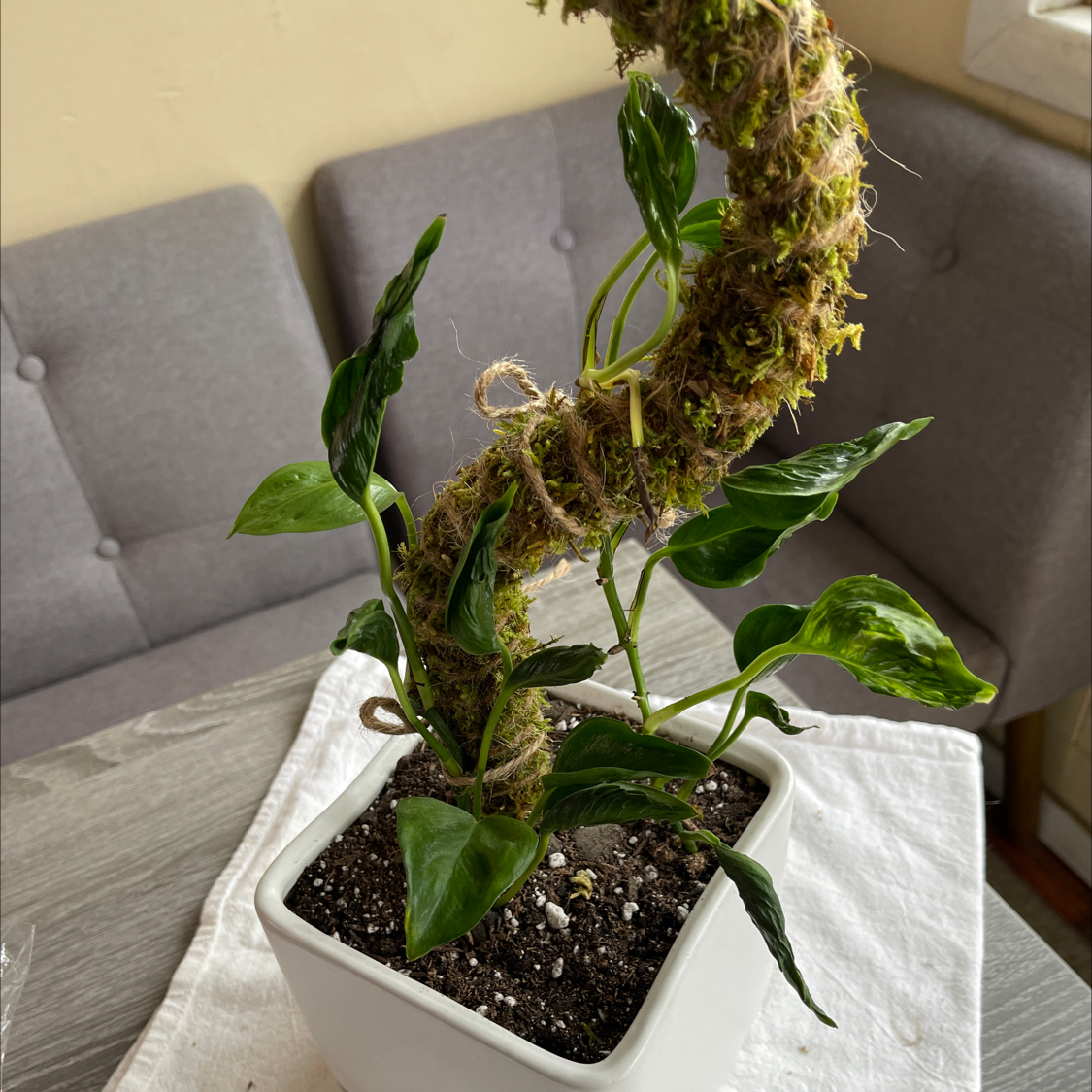 Pothos 'Shangri La' plant in a white pot with a moss pole, healthy green leaves.