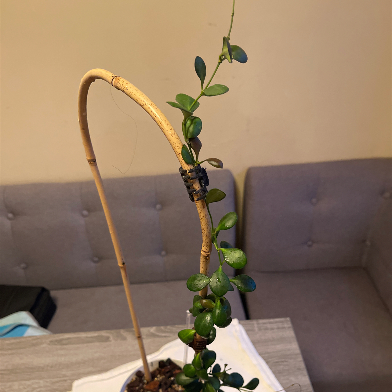 Hoya bilobata plant with green leaves climbing a support structure.