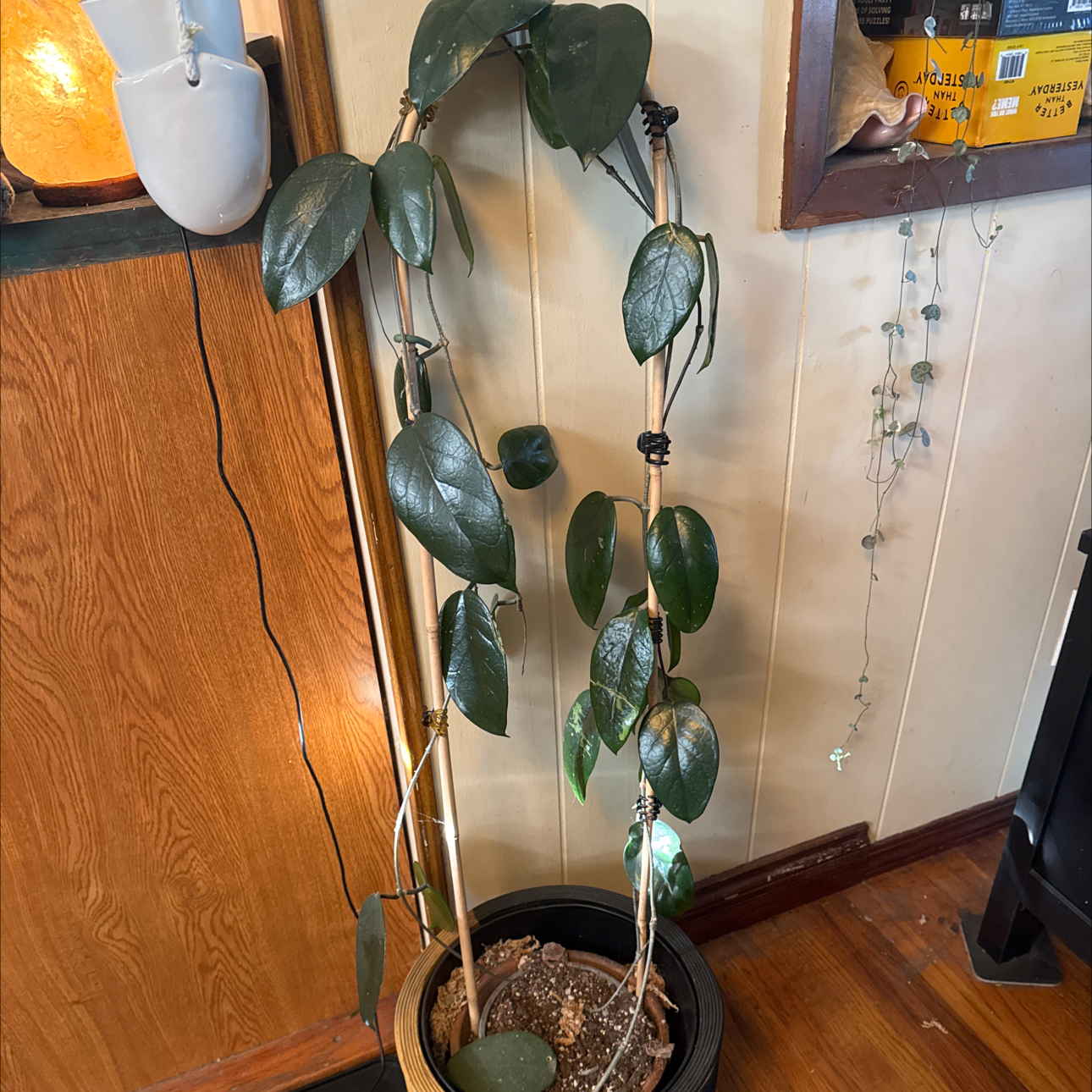 Photo of the plant species Hoya dasyantha by @Nomadnurse named Hoya dasyantha on Greg, the plant care app