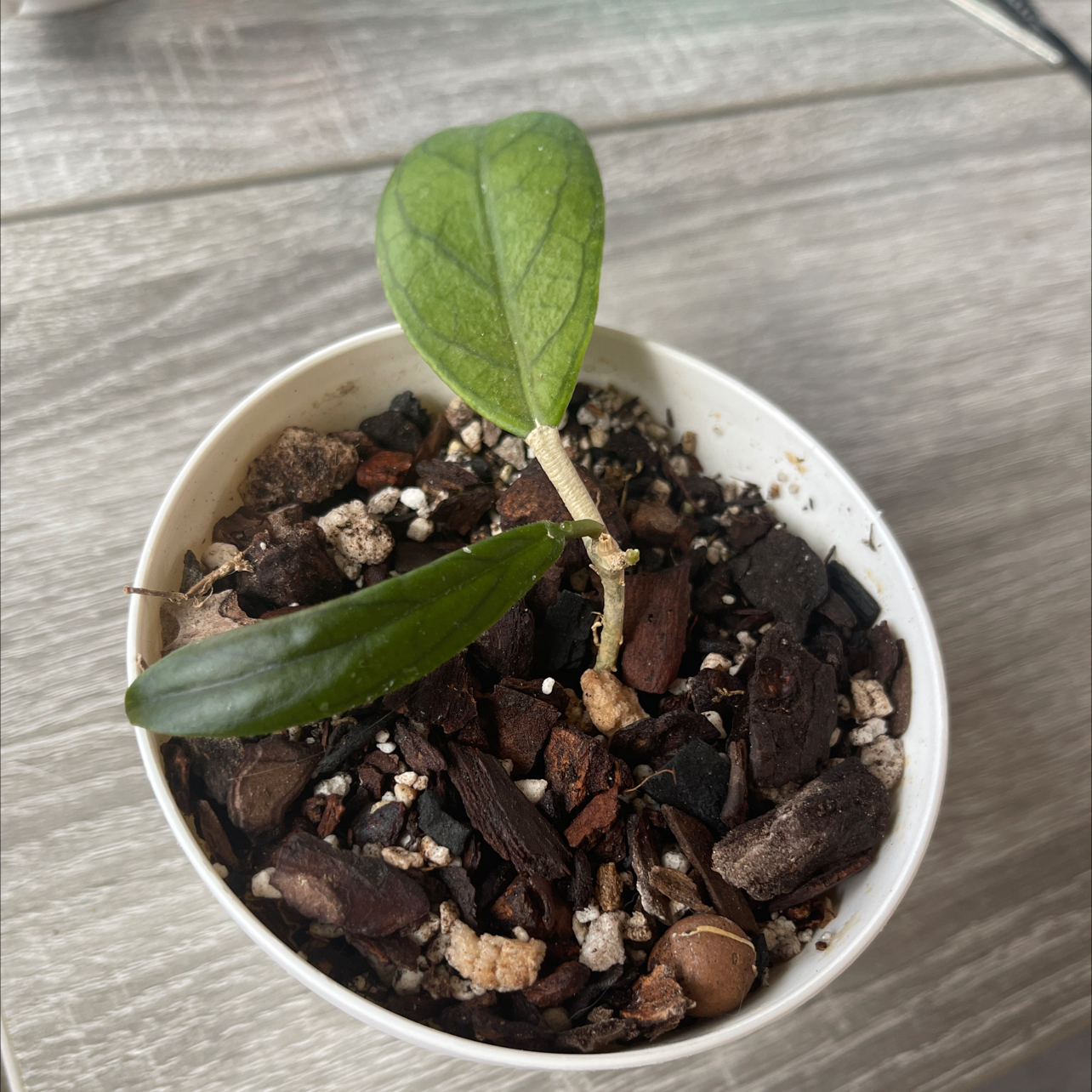 Hoya finlaysonii plant in a white pot with visible soil and a few green leaves.