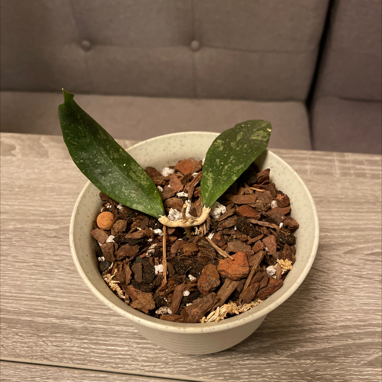 Potted Hoya finlaysonii plant with two green leaves on a wooden surface.