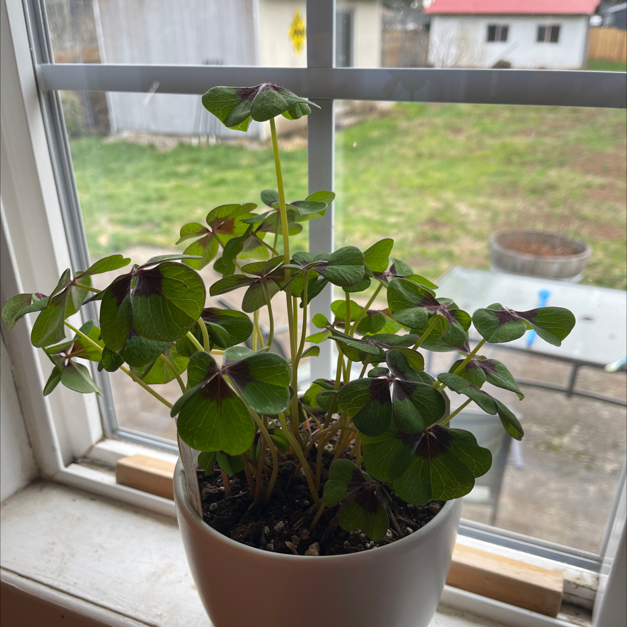 Potted Iron Cross plant on a windowsill with green leaves and dark purple cross patterns.