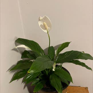 Peace Lily plant in Portland, Oregon