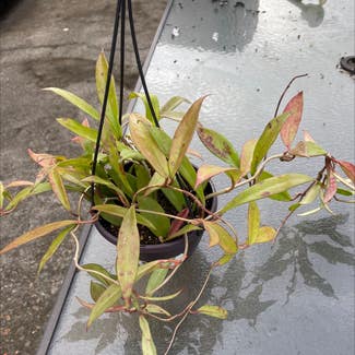 Hoya Pubicalyx plant in Portland, Oregon