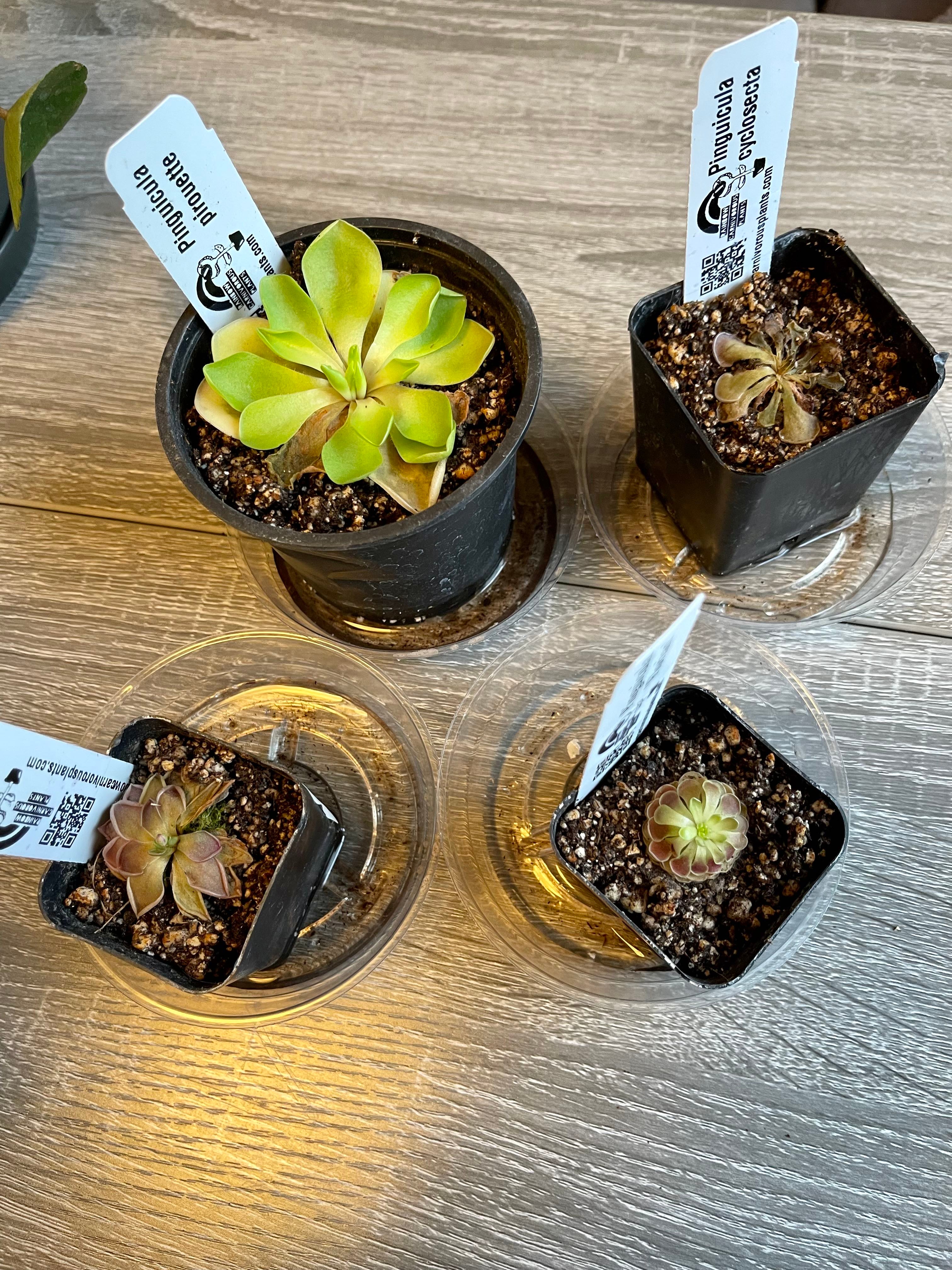 Pinguicula cyclosecta Plant Care Water, Light, Nutrients Greg App 🌱