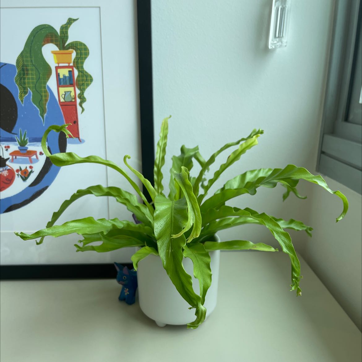 Photo of the plant species Bird's Nest Fern by @BeamingEspicia named Miss Fern on Greg, the plant care app