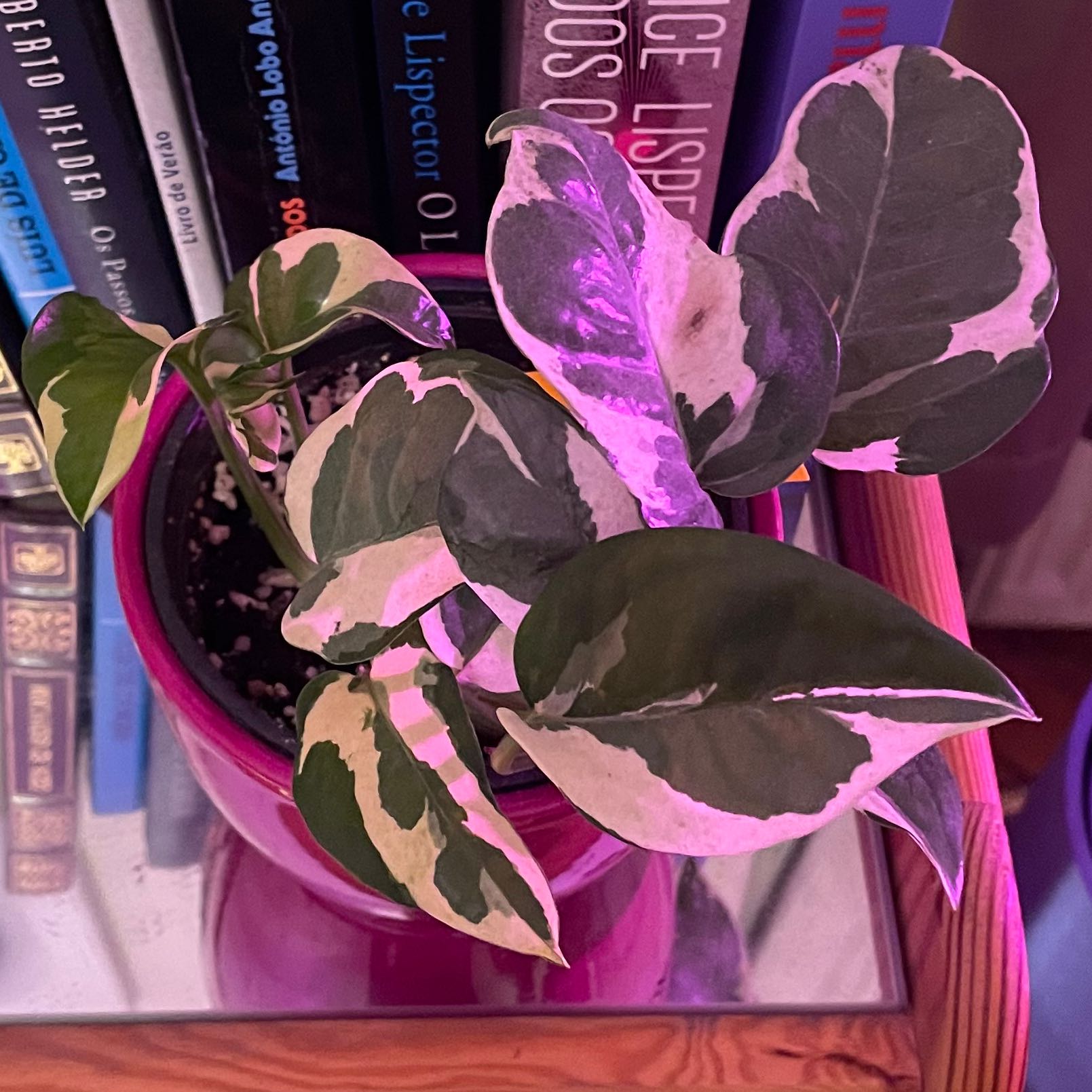 Glacier Pothos plant in a pink pot with variegated white and green leaves.