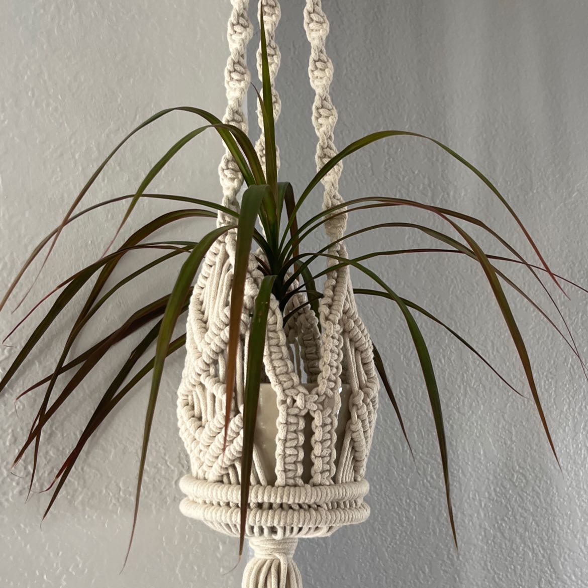 Photo of the plant species Cabbage Tree by @HeritorDuwei named Cleopatra on Greg, the plant care app