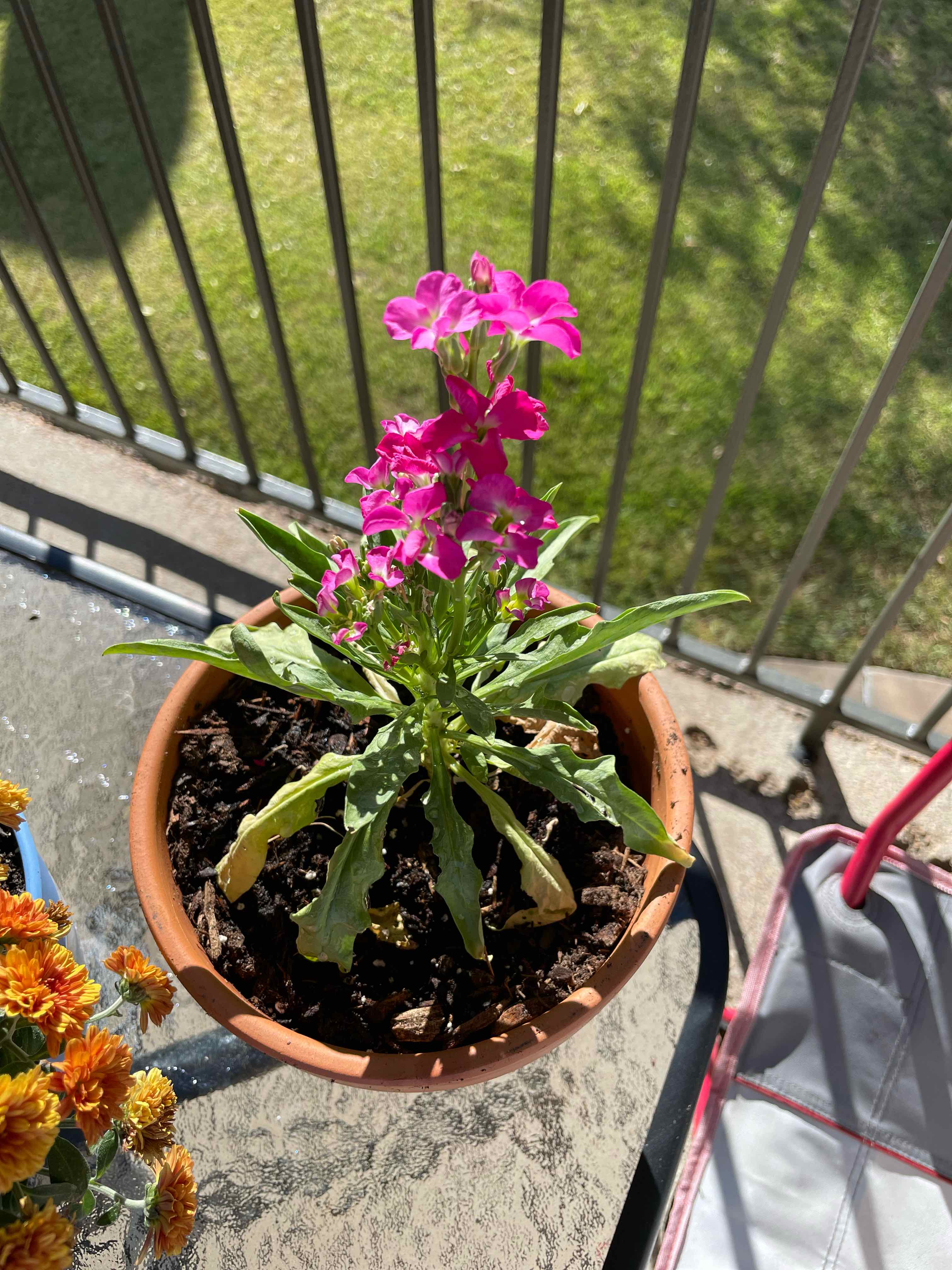 Propagating Brompton Stock StepbyStep Guide