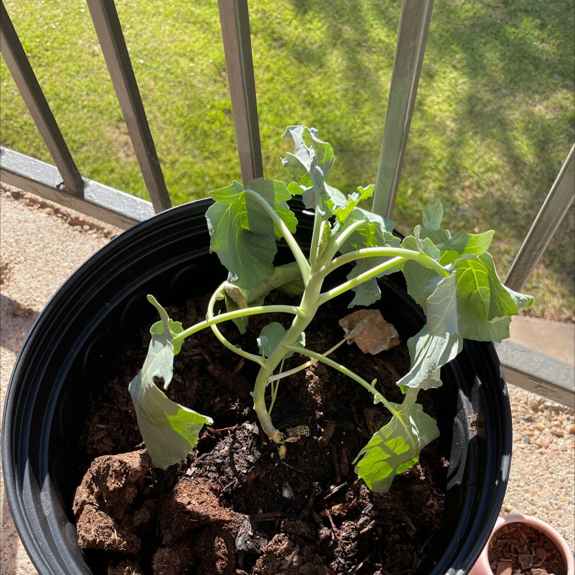 🥦 Why Are My Broccoli Leaves Curling?