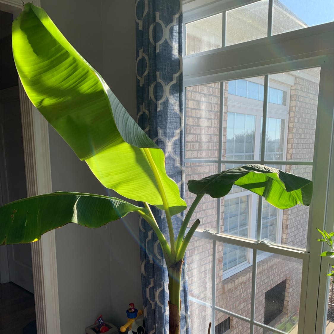 A healthy Abyssinian Banana plant indoors near a sunlit window.