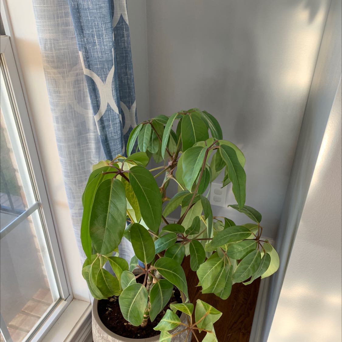 Photo of the plant species umbrella plant by @ExecWildprivet named Umbrella plant on Greg, the plant care app